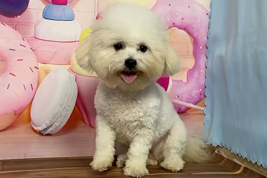スタッフ
