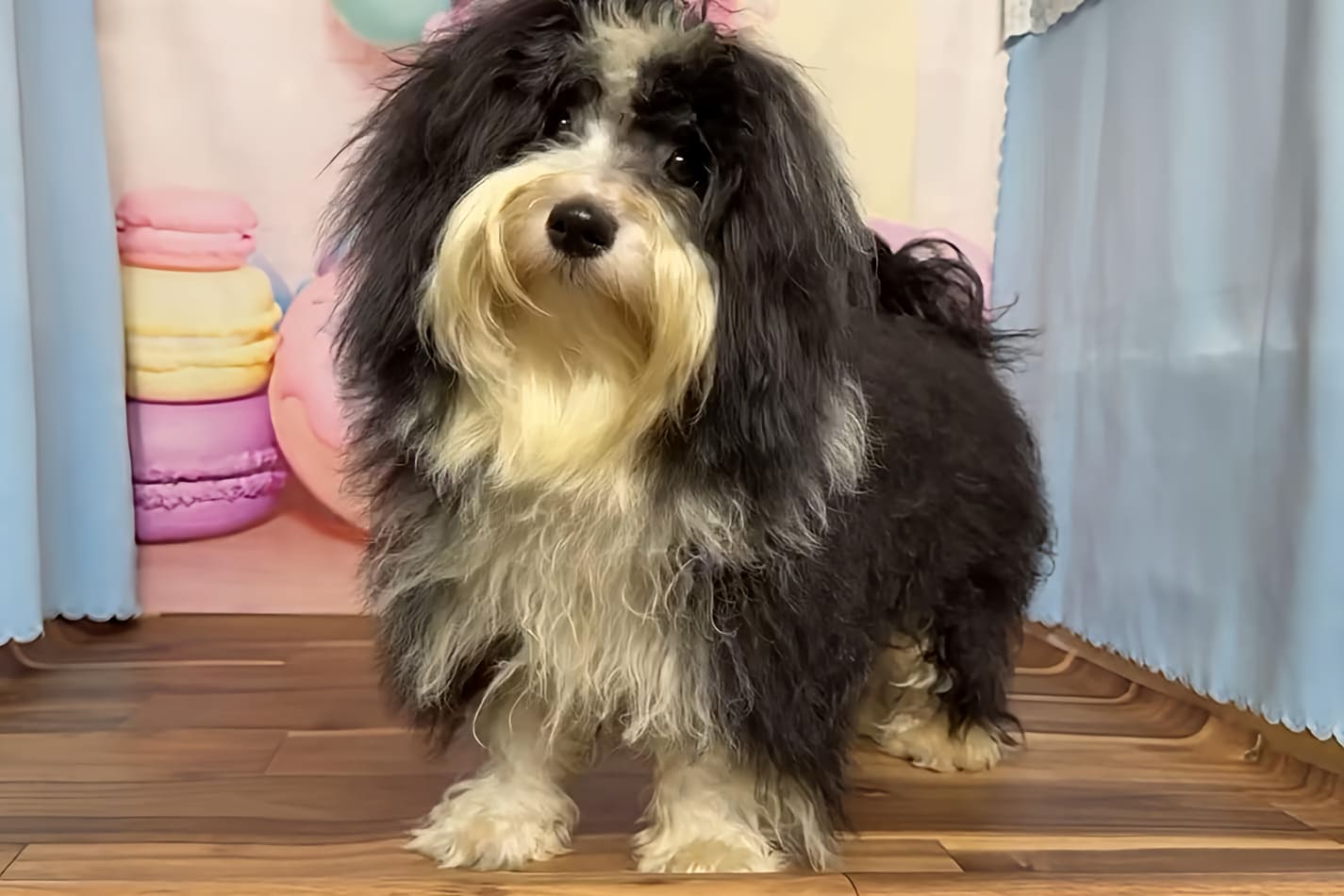 スタッフ